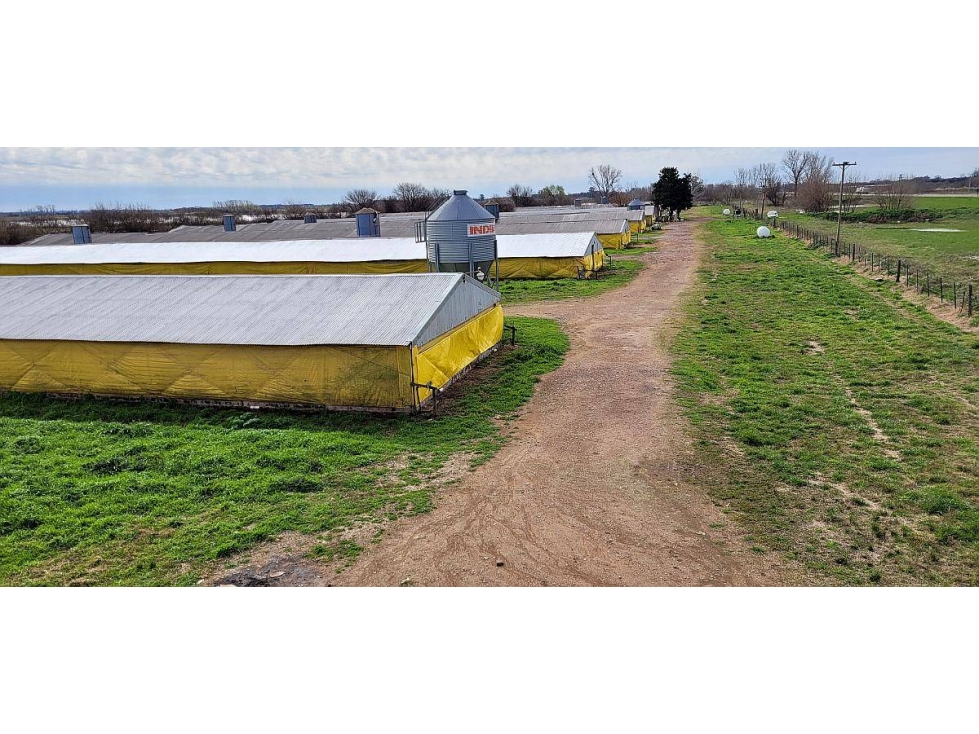 Granja Avícola en venta en Carmen de Areco. 9 galpones, 3,5 Has. - 3