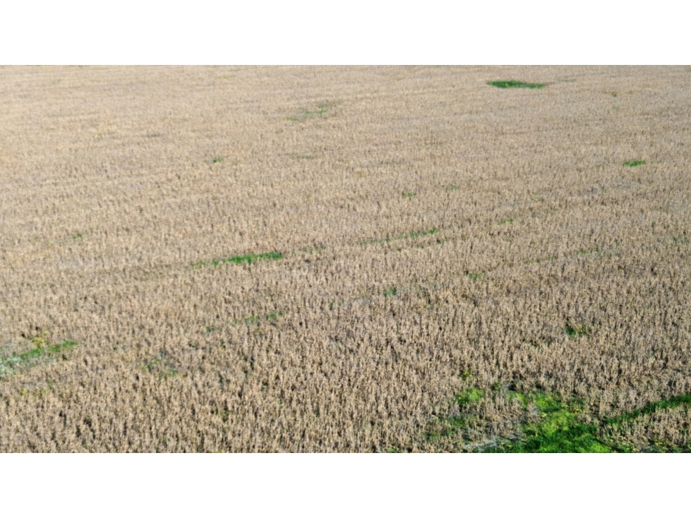 Campo Mixto de 138 Has en Ranchos. - 2