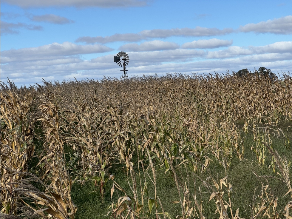 Campo en venta en Gral. Belgrano. 14 Has. agrícolas - ganaderas - 3