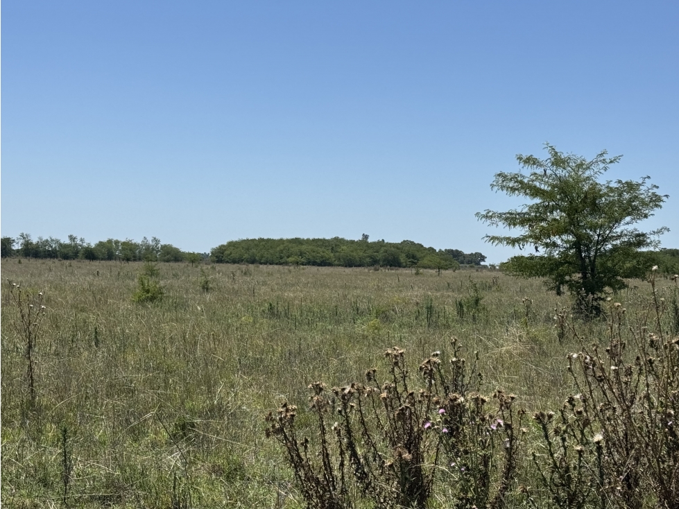 Campo en venta en Ranchos. 56 has mixto - 5