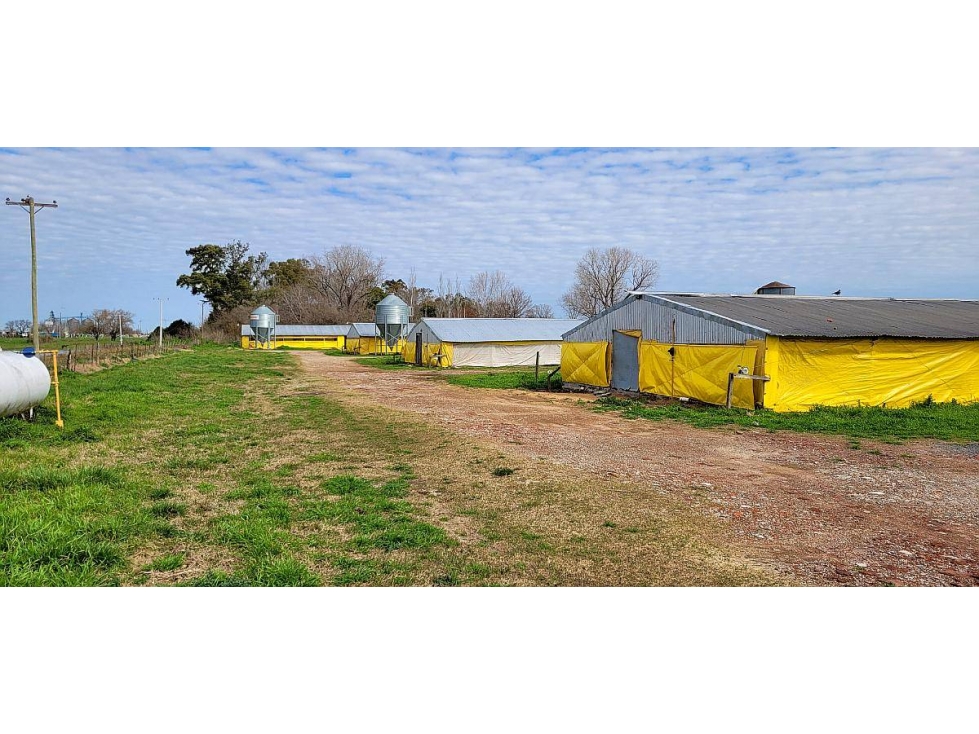 Granja Avícola en venta en Carmen de Areco. 9 galpones, 3,5 Has. - 4
