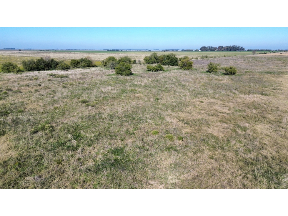 Campo de 31 Has en Brandsen, próximo a Ruta 2 - 2