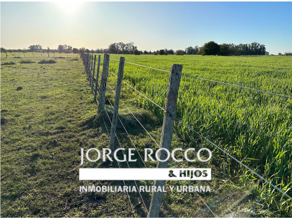Campo en venta en Brandsen. 49 Has mixto - 2