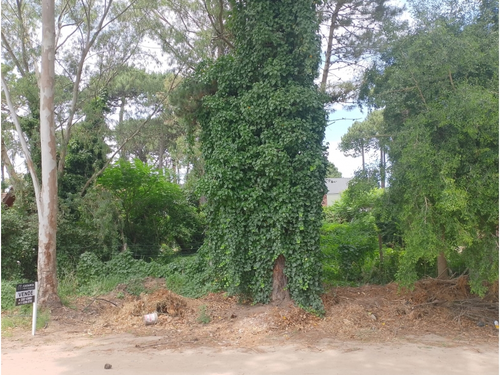 PINAMAR - LOTE SILFIDES - 3