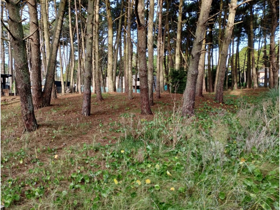 PINAMAR - CUL DE SAC DE ALAMOS LOTE 09 — foto 4