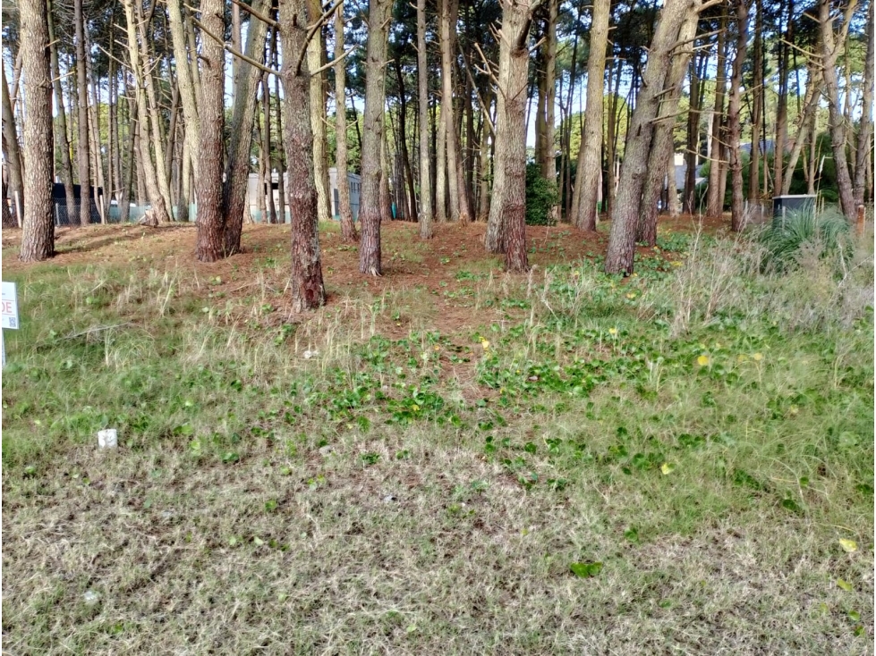 PINAMAR - CUL DE SAC DE ALAMOS LOTE 09 — foto 6