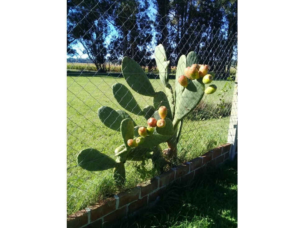 CAMPO DE 2 ¼ has EN SIERRA DE LOS PADRES — foto 5