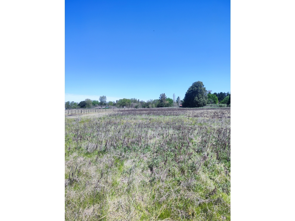 Lote Unico de 1 Ha en Carlos Keen Lujan — foto 4