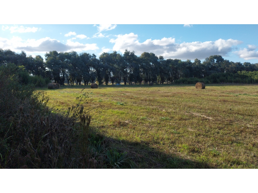 Carlos Keen 2 Has con 2 Casas Arboleda y Frutales - 6