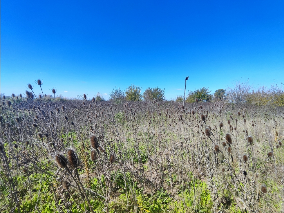 Fraccion de Campo en San Andres de Giles - 5