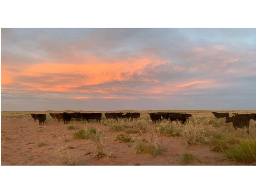 VENTA CAMPO GANADERO 25000 HECTAREAS LA PAMPA Y MENDOZA AGUA - 1