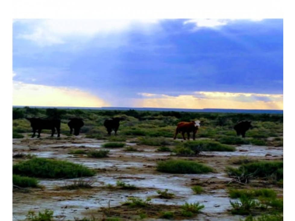 VENTA CAMPO GANADERO LA PAMPA AGUA COSTA RIO ATUEL 30000 HECTAREAS - 1