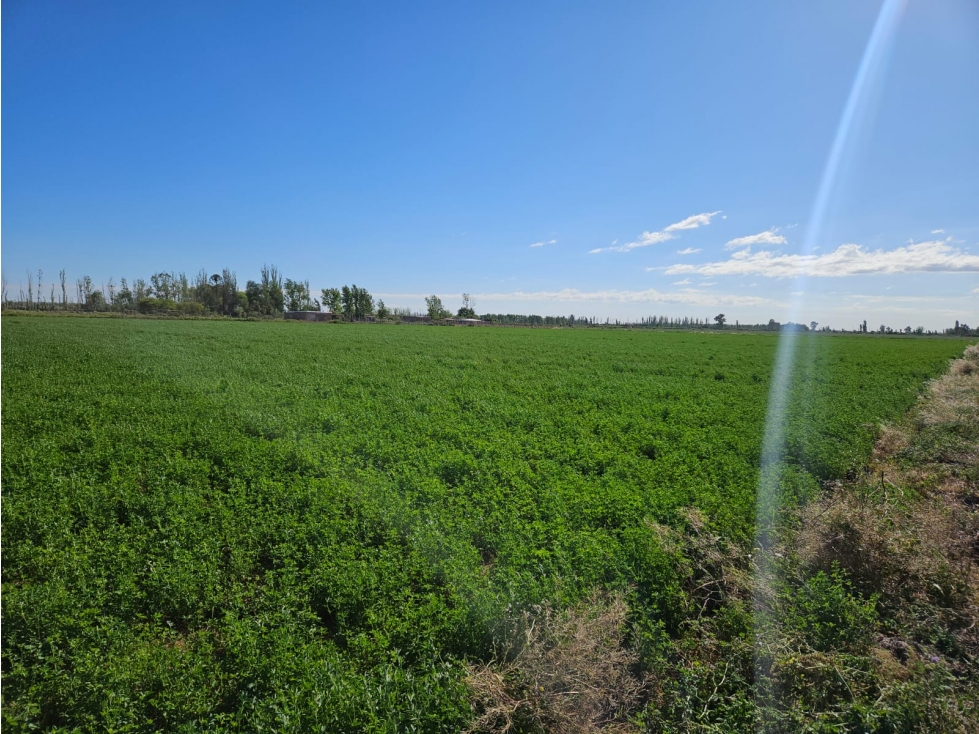 VENTA FINCA 20 H APTO PISTACHOS ALTOS DEL OLVIDO MENDOZA - 2