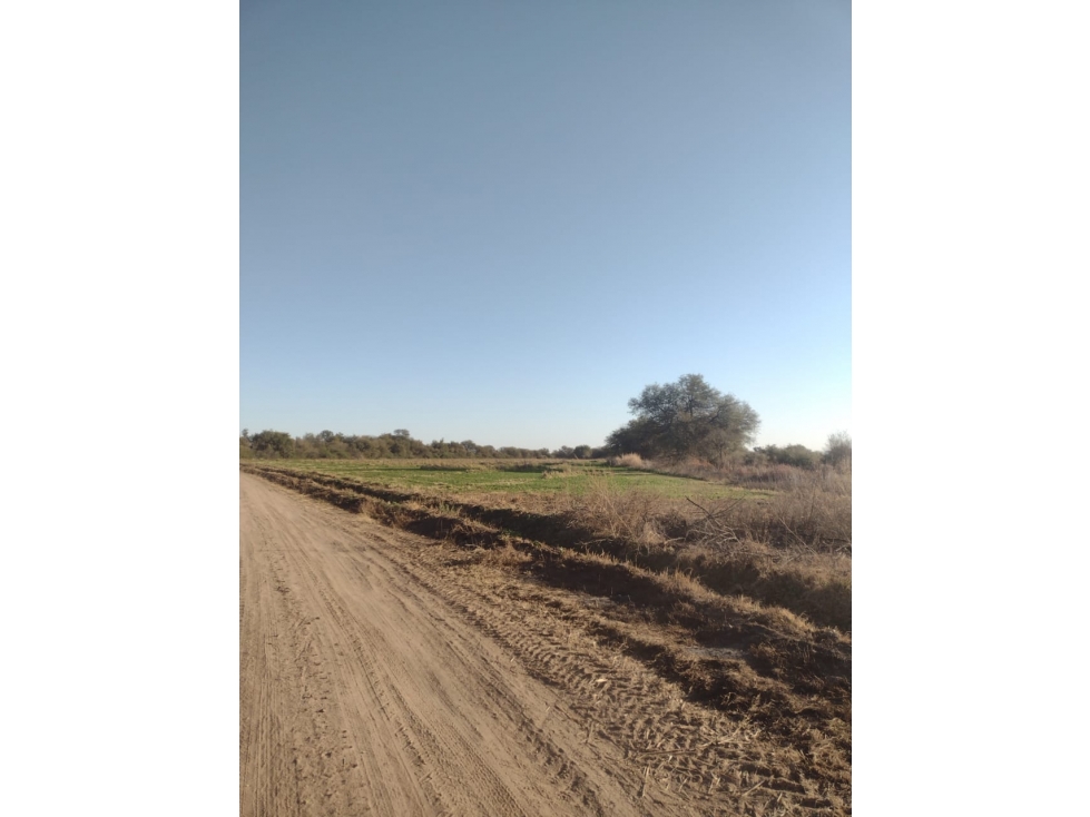 VENTA CAMPO 320 HA QUINES LA CANDELARIA SAN MIGUEL SAN LUIS - 2