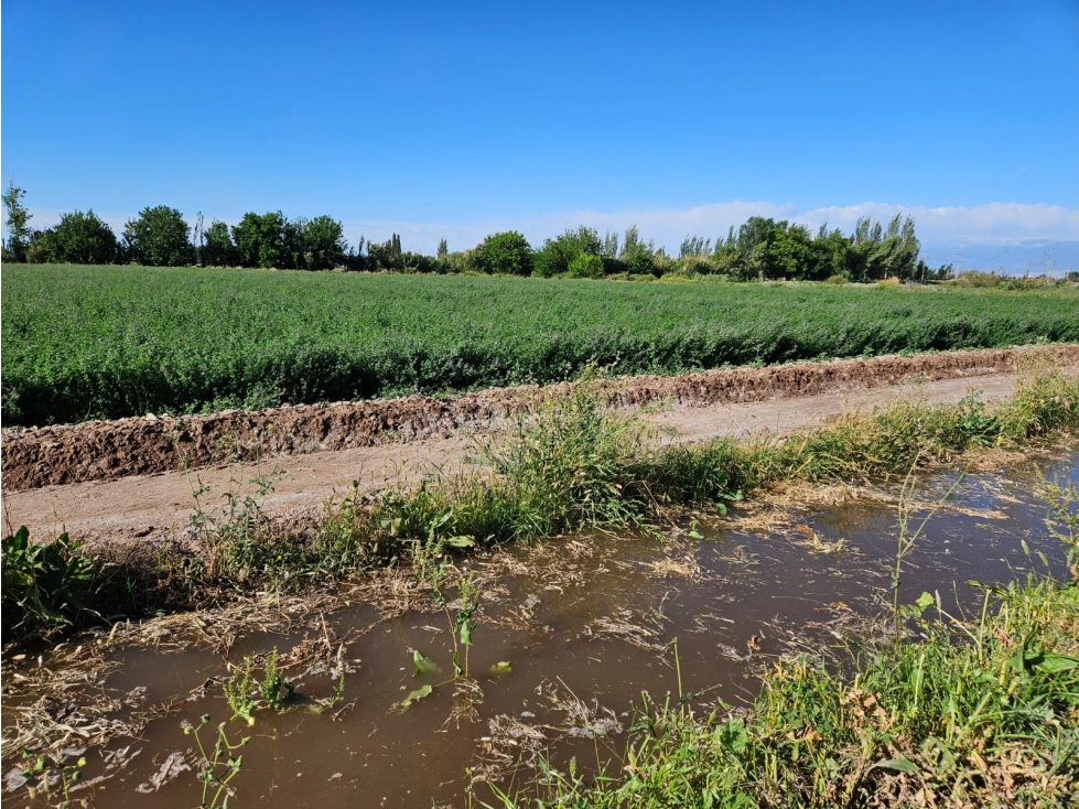 VENTA FINCA 20 H APTO PISTACHOS ALTOS DEL OLVIDO MENDOZA - 3