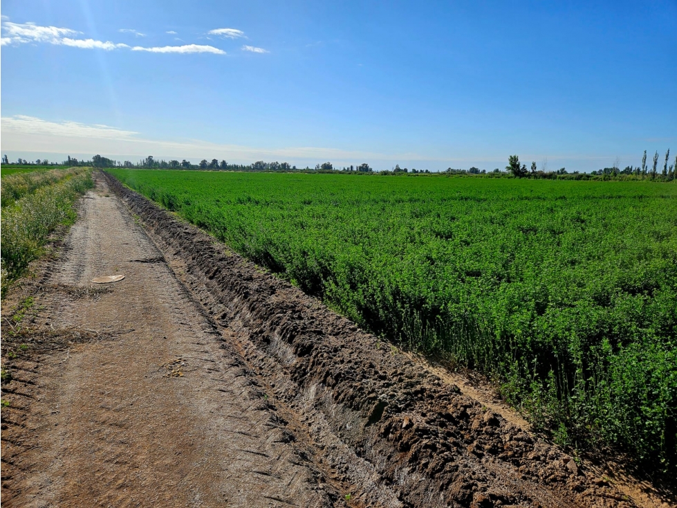 VENTA FINCA 20 H APTO PISTACHOS ALTOS DEL OLVIDO MENDOZA - 4