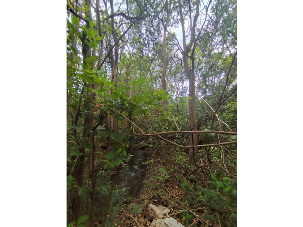 VENTA CAMPO TRASLASIERRAS LUYABA 4 HECTAREAS VEGETACION ASEQUIAS - 5