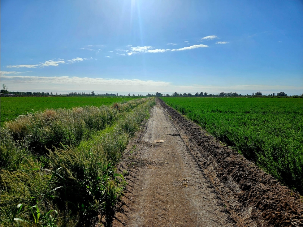 VENTA FINCA 20 HECTAREAS APTO PISTACHOS ALTOS DEL OLVIDO MENDOZA - 1