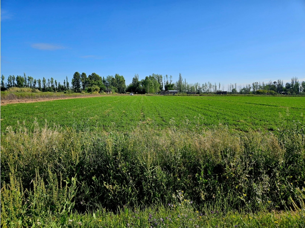 VENTA FINCA 20 H APTO PISTACHOS ALTOS DEL OLVIDO MENDOZA - 6