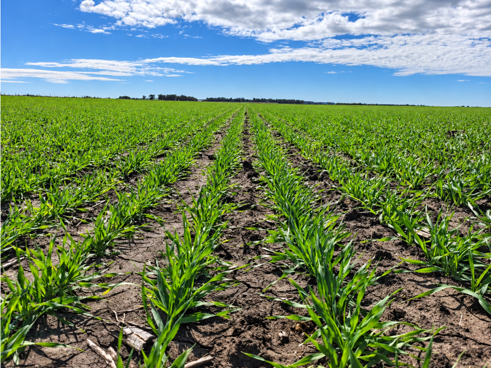VENTA CAMPO AGRICOLA DE 88 ha General Alvarado — foto 2