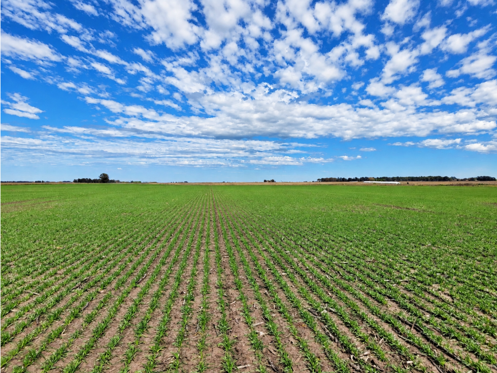 VENTA CAMPO AGRICOLA DE 88 ha General Alvarado — foto 3
