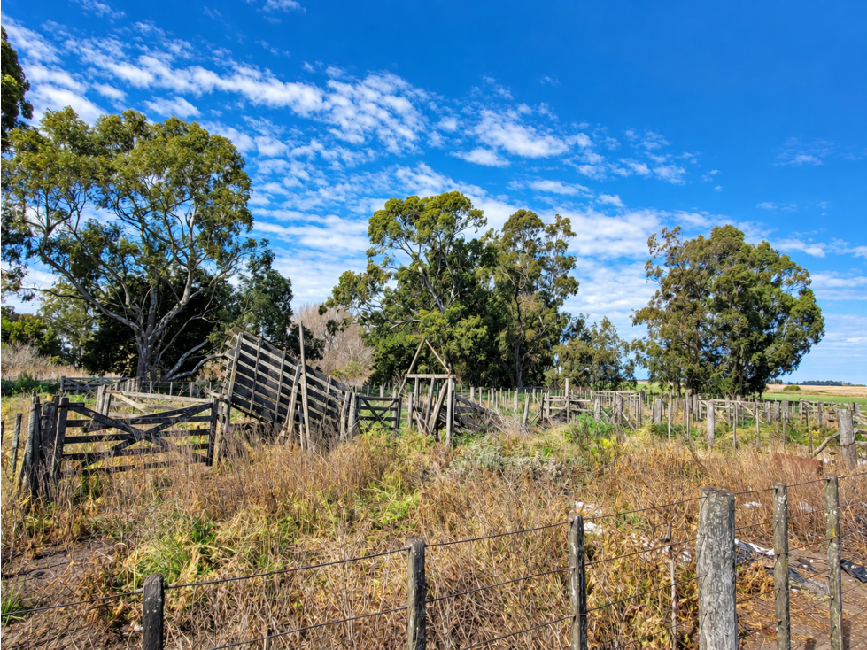 VENTA CAMPO AGRICOLA DE 88 ha General Alvarado — foto 4