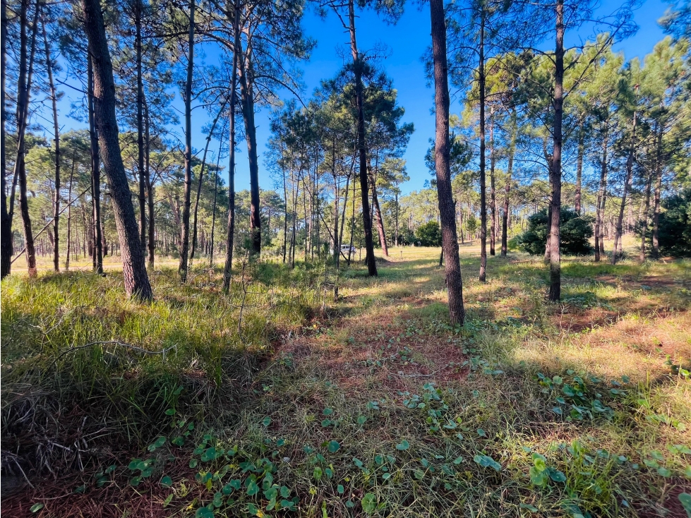 Lote Venta Bosques Pinamar Norte Mza D Lote 7 1155m2 — foto 3