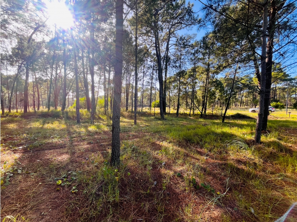 Lote Venta Bosques Pinamar Norte Mza D Lote 7 1155m2 — foto 2