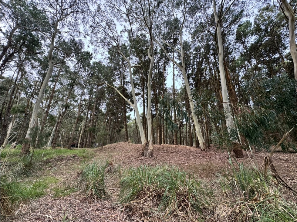 Lote 35 Venta Costa Esmeralda Sector Bosque 1300 m2 Barrio Cerrado - 3