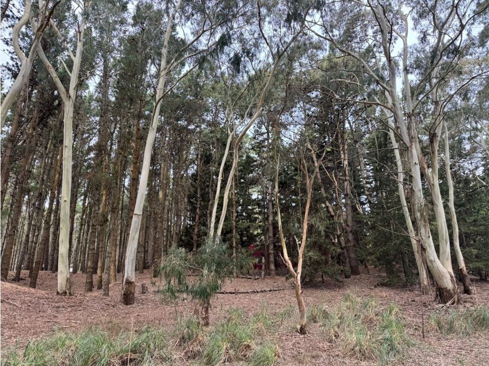 Lote 35 Venta Costa Esmeralda Sector Bosque 1300 m2 Barrio Cerrado - 4