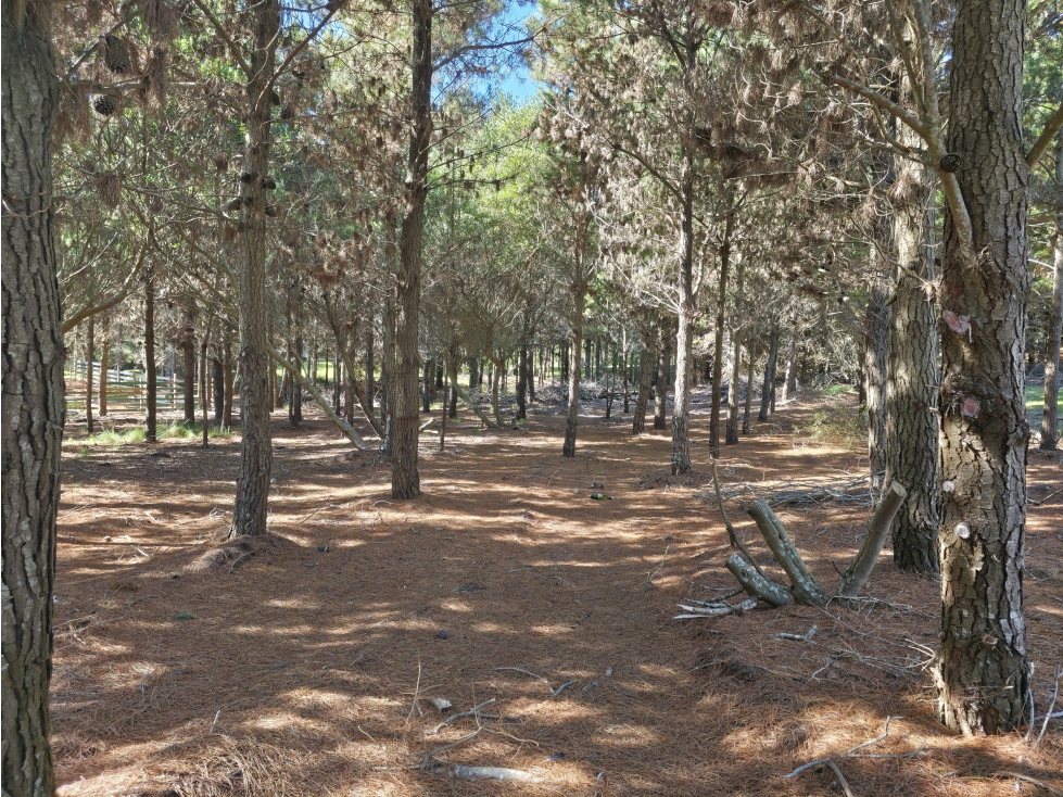 Terreno en Venta - Costa Esmeralda - Residencial II - A metros del Mar - 3