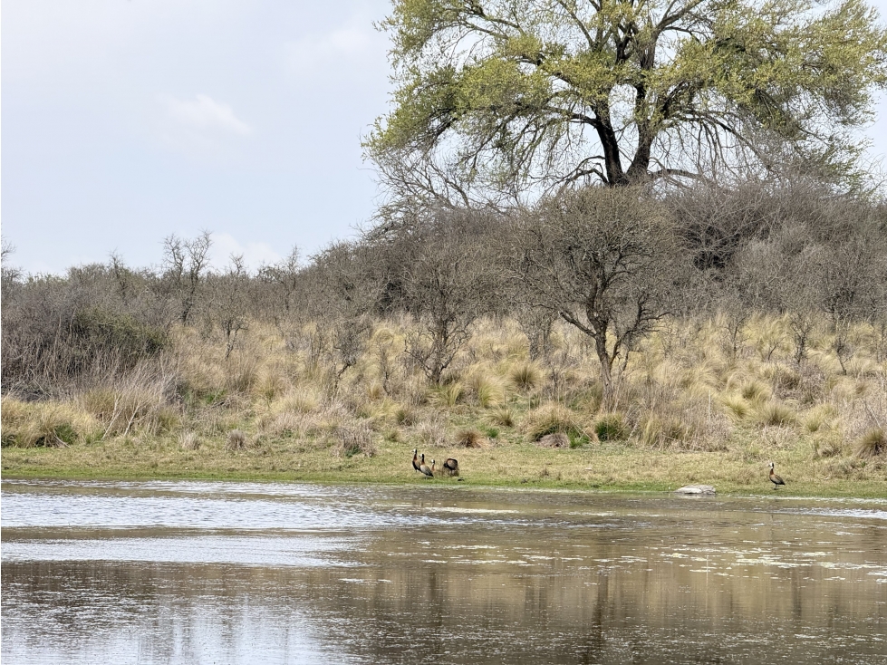 VENTA - CAMPO VILLA QUILLINZO 46 HECTAREAS - ESCRITURA - 3