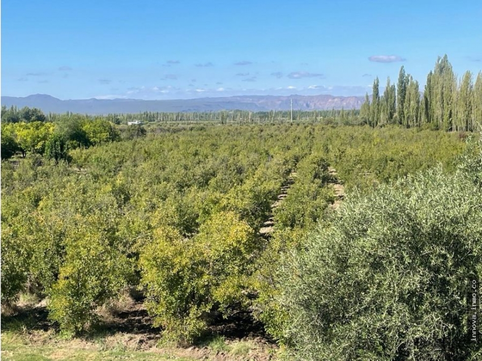 COMPLEJO, FINCA, CABAÑAS, PERMUTA - 6