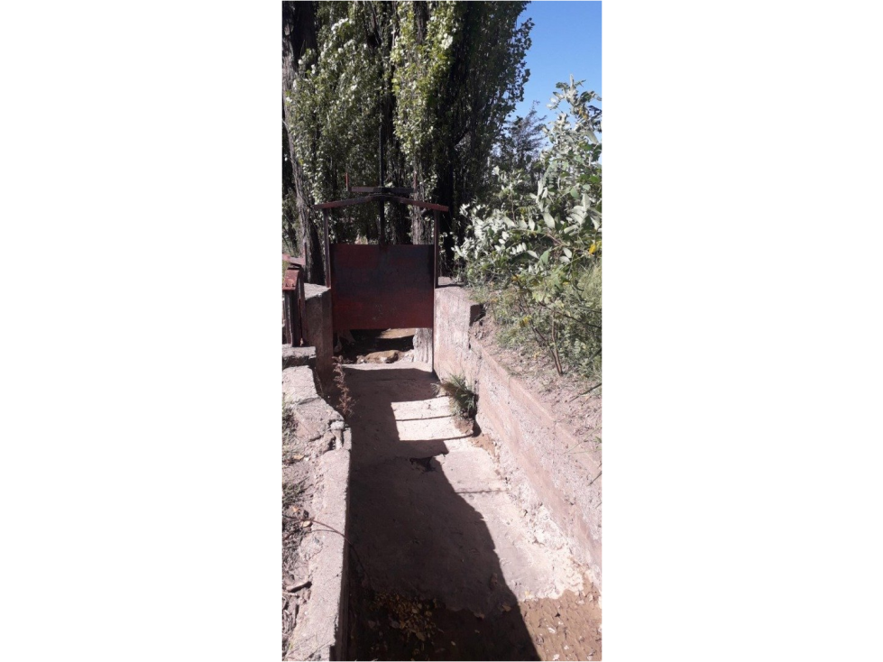 FINCA IDEAL FEEDLOT, VIÑEDOS, AJOS, PASTURAS, DURAZNOS. - 2