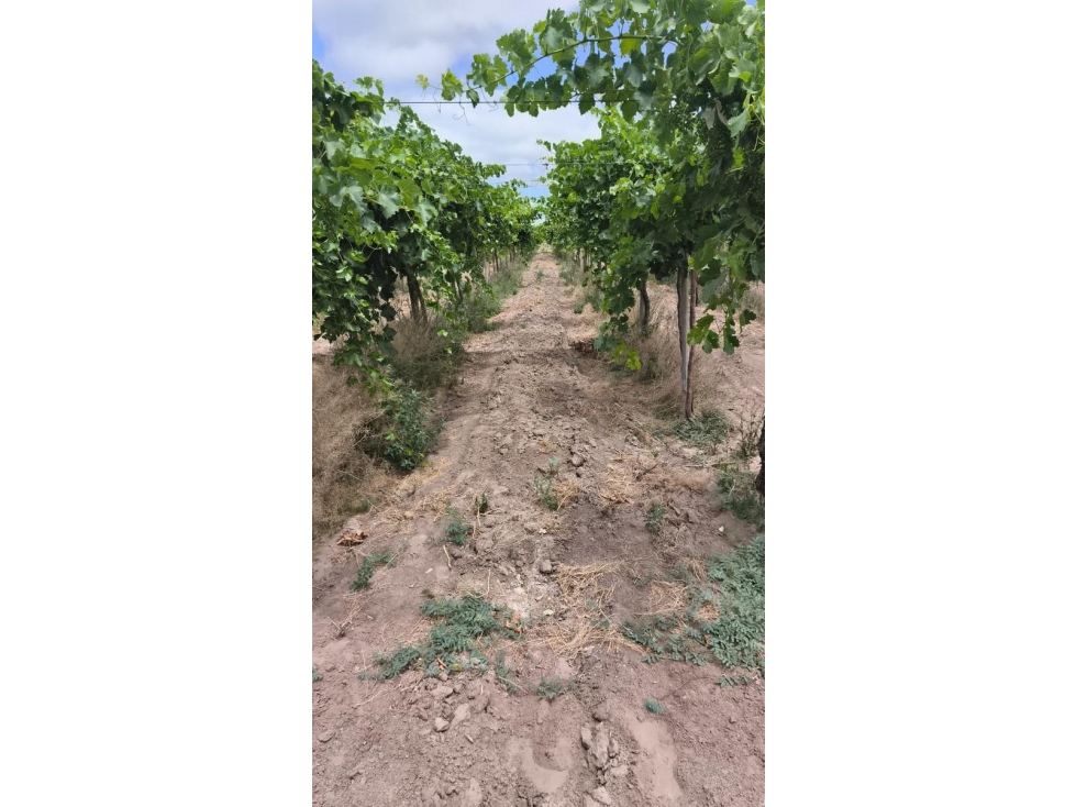VENTA DE FINCA 36 HAS- LOS OTOYANES, JUNIN - 6