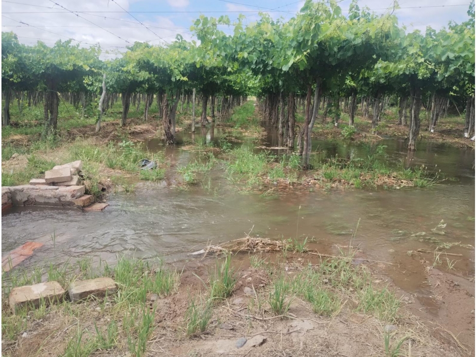 VENTA DE FINCA 36 HAS- LOS OTOYANES, JUNIN - 2