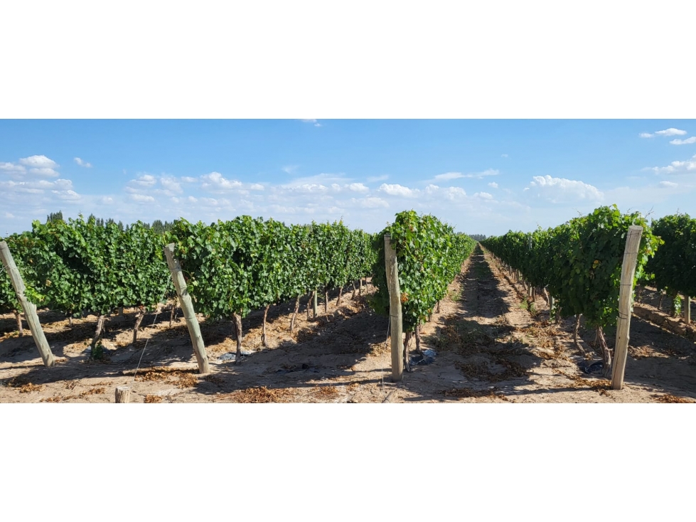 VENTA DE FINCA DE 27 HAS - EL CARRIZAL, LUJÁN DE CUYO, MZA. - 1