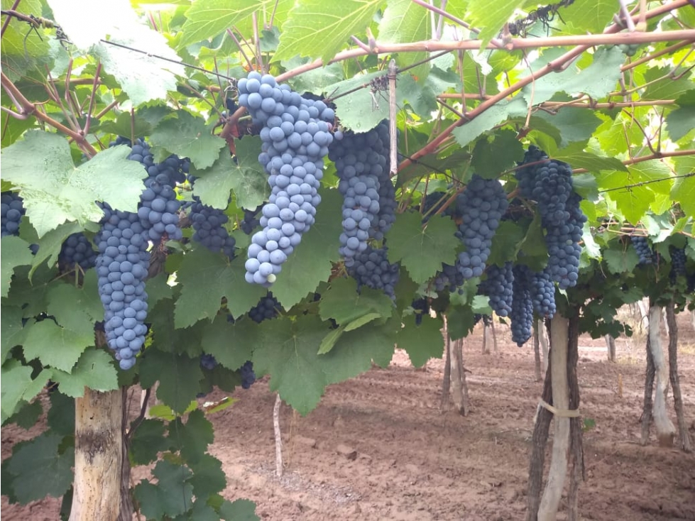 VENTA DE FINCA DE 27 HAS - EL CARRIZAL, LUJÁN DE CUYO, MZA. - 4