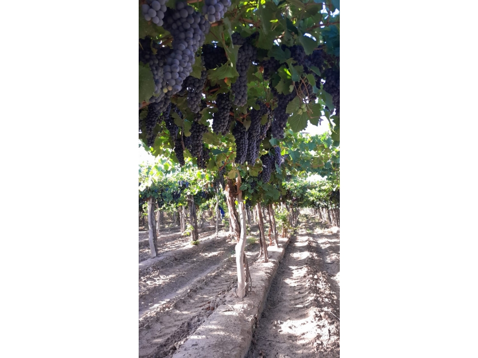 VENTA DE FINCA DE 27 HAS - EL CARRIZAL, LUJÁN DE CUYO, MZA. - 5