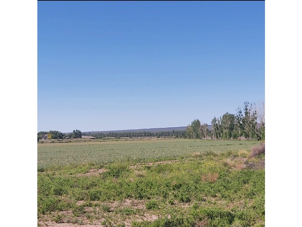 VENTA DE FINCA 13 HAS SOBRE RUTA 40, UGARTECHE - LUJAN DE CUYO - 4