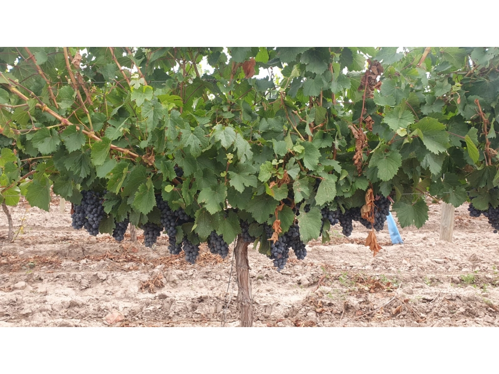 VENTA DE FINCA DE 27 HAS - EL CARRIZAL, LUJÁN DE CUYO, MZA. - 3