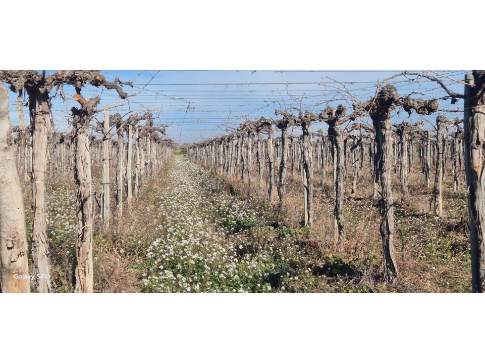 VENTA DE FINCA 180 HAS- SANTA ROSA - 5