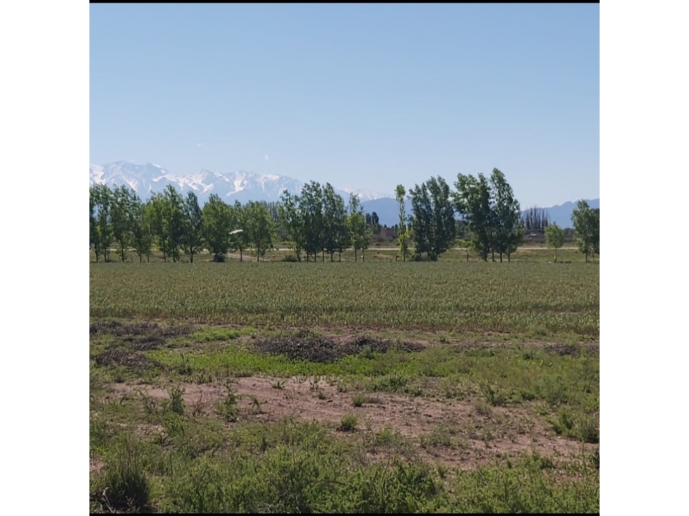 VENTA DE FINCA 13 HAS SOBRE RUTA 40, UGARTECHE - LUJAN DE CUYO - 5