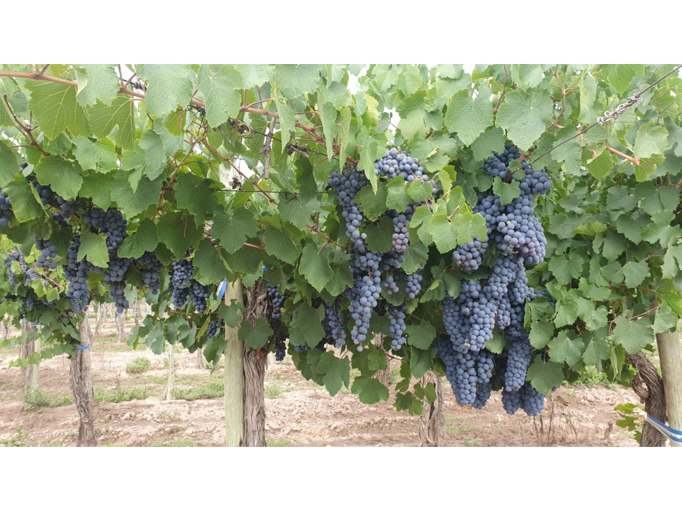 VENTA DE FINCA DE 27 HAS - EL CARRIZAL, LUJÁN DE CUYO, MZA. - 6