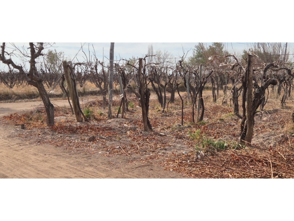 VENTA FINCA DE 72 HAS EN ISLA GRANDE, SAN ROQUE MAIPÚ, MZA - 6