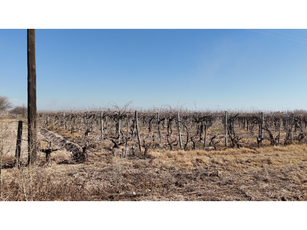 VENTA FINCA 6 HAS EN CARRIL CABALLERO, LOS BARRIALES, JUNIN - 6