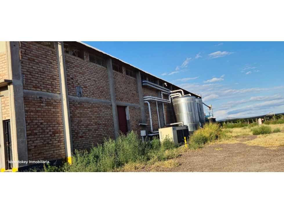 VENTA DE FINCA 176 HAS CON BODEGA - SANTA ROSA, MZA - 6