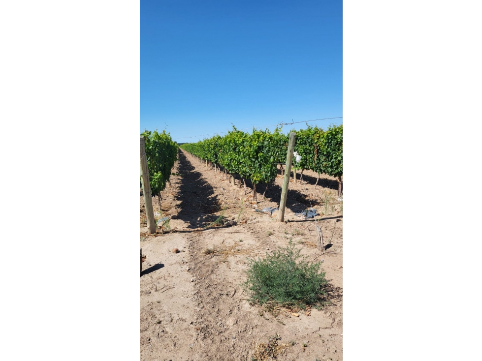 VENTA DE FINCA DE 27 HAS - EL CARRIZAL, LUJÁN DE CUYO, MZA. - 2