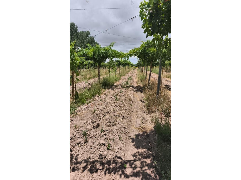 VENTA DE FINCA 36 HAS- LOS OTOYANES, JUNIN - 3