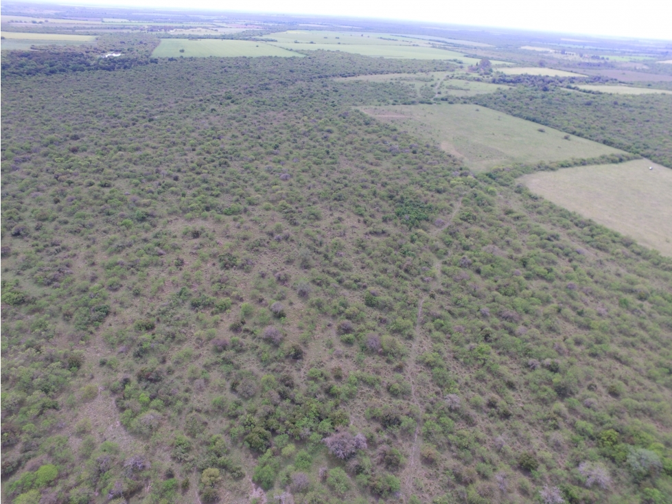 VENTA - CAMPO GANADERO CON CHACRA Y MONTE - SAN GUSTAVO, DTO. LA PAZ - 4